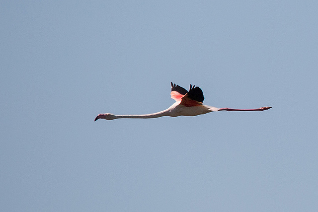 20150518 7911VRTw [F] Rosaflamingo (Phoenicopterus roseus), Parc Ornithologique, Camargue