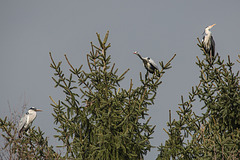 20160303 0115VRAw [D~BI] Graureiher (Ardea cinerea), Tierpark Olderdissen, Bielefeld