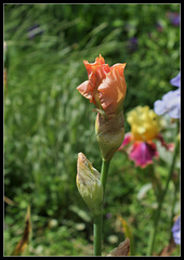 Buisson de Roses