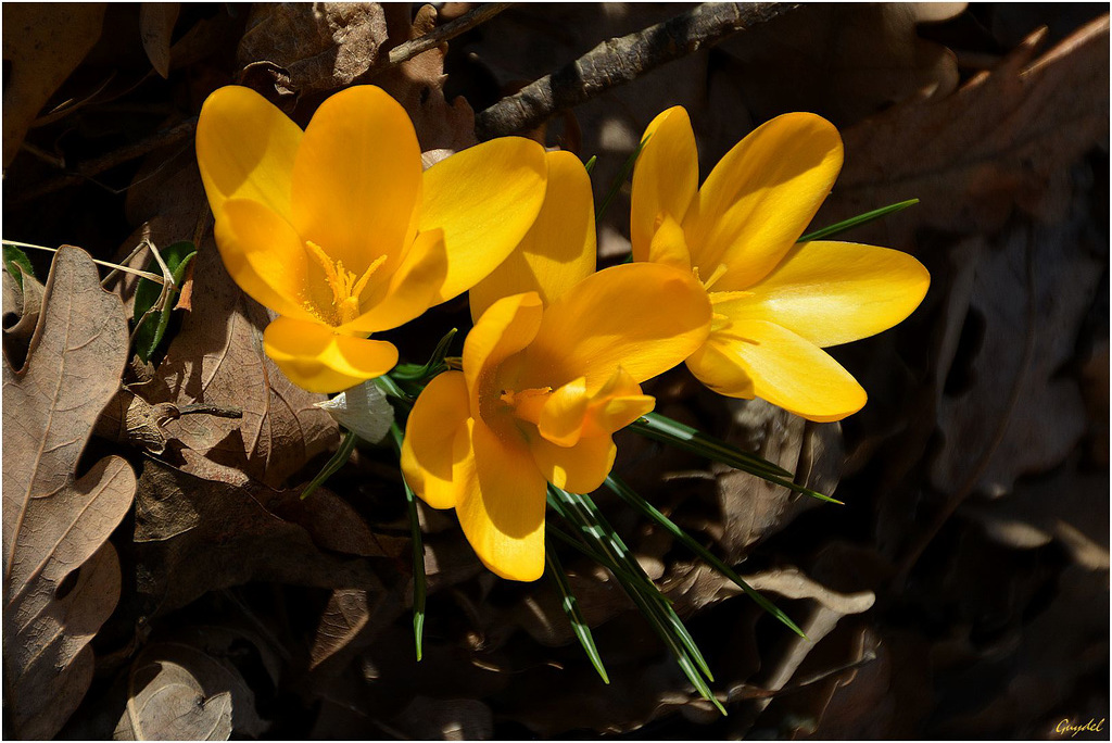 Mon trio de crocus jaunes ...