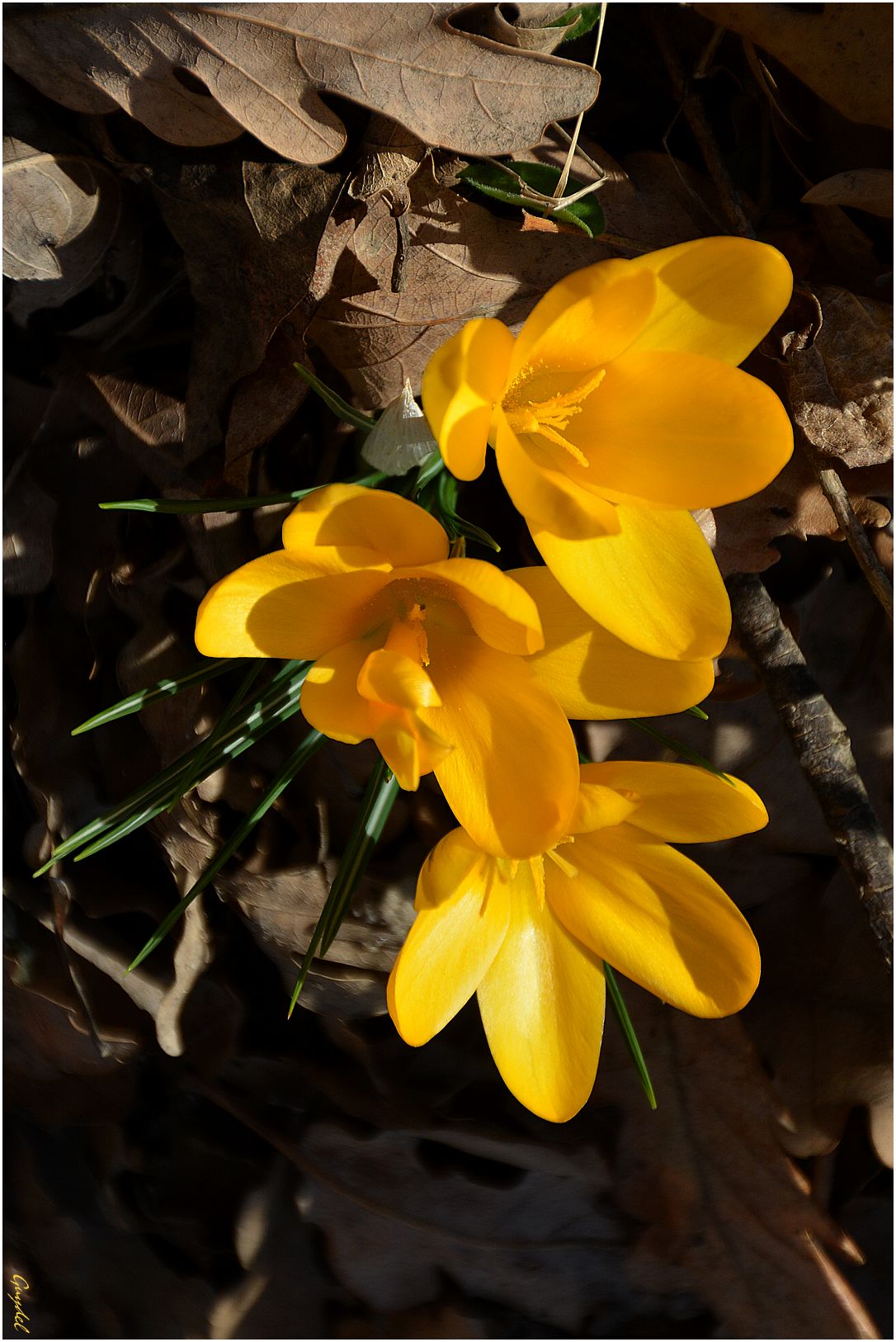 Mon trio de crocus jaunes ...