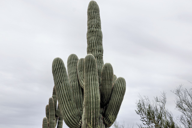 The Fickle Finger of Fate – Desert Botanical Garden, Papago Park, Phoenix, Arizona