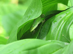 Anole hiding under a hosta leaf