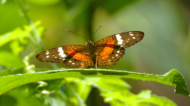 Butterfly EF7A5357