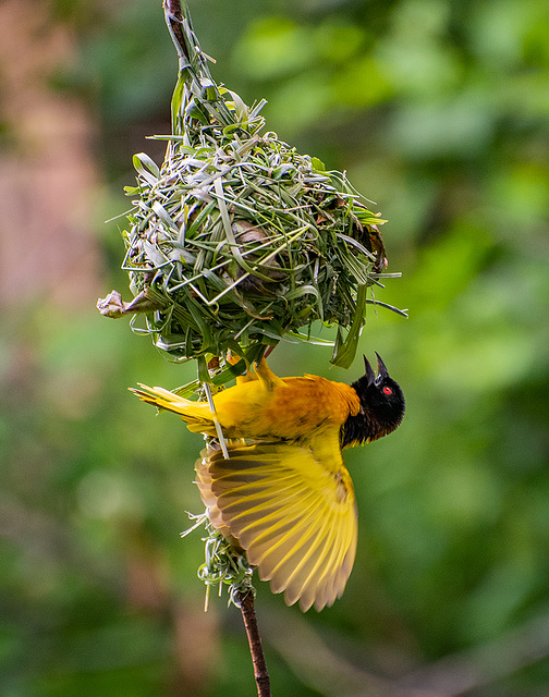 Village weaver bird