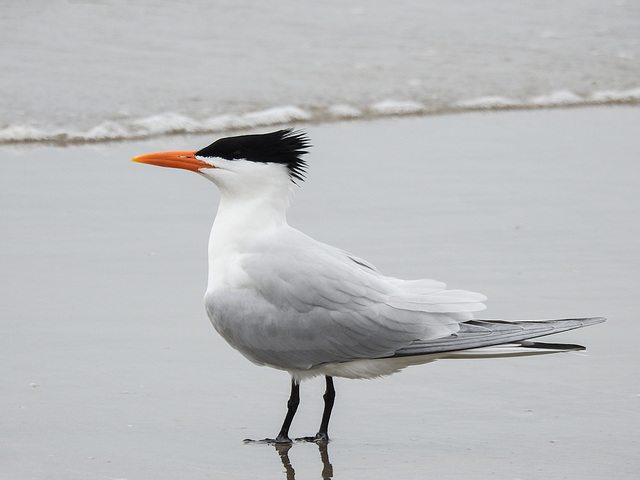 Day 4, Royal Tern, Mustang Island State Park