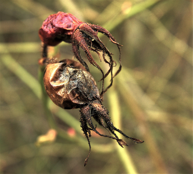 Rose Hip 4