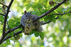 Snacking on the linden tree (Explored)