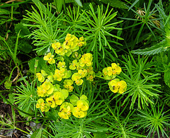 20210606 0545CPw [D~LIP] Blume, UWZ, Bad Salzuflen