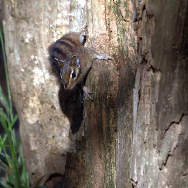 Chipmunk