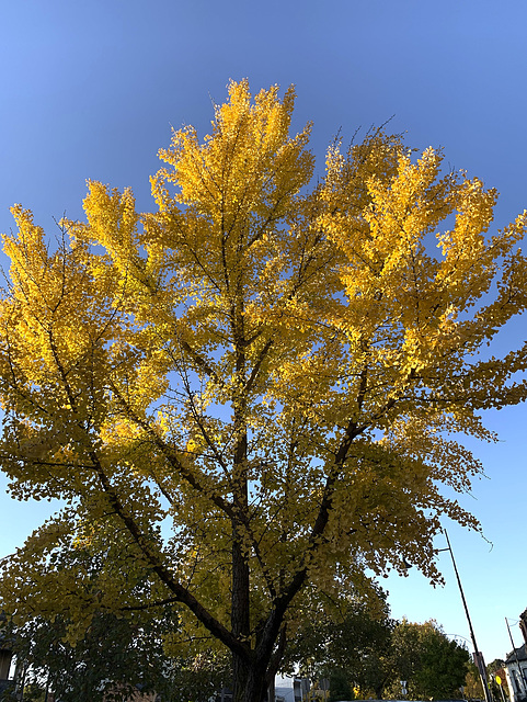 Melbourne autumn - ginkgo biloba