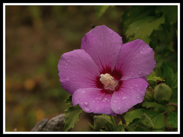 Hibiskus