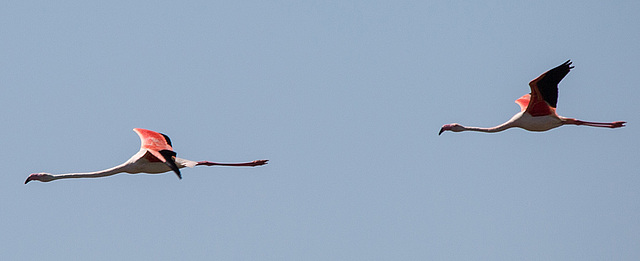 20150518 7912VRTw [F] Rosaflamingo (Phoenicopterus roseus), Parc Ornithologique, Camargue