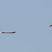 20150518 7912VRTw [F] Rosaflamingo (Phoenicopterus roseus), Parc Ornithologique, Camargue