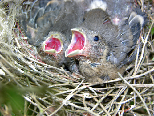 Dompfaffen (Gimpel) haben Hunger.