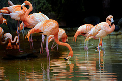 Flamants roses