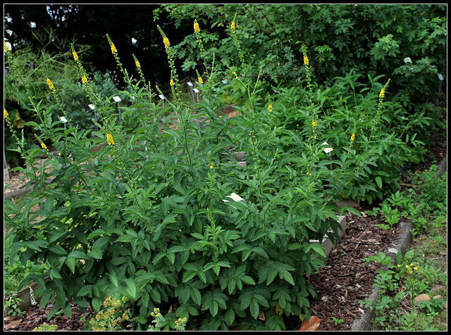 Agrimonia eupatoria -Aigremoine