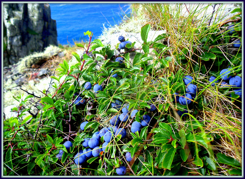 Sloes on granite!