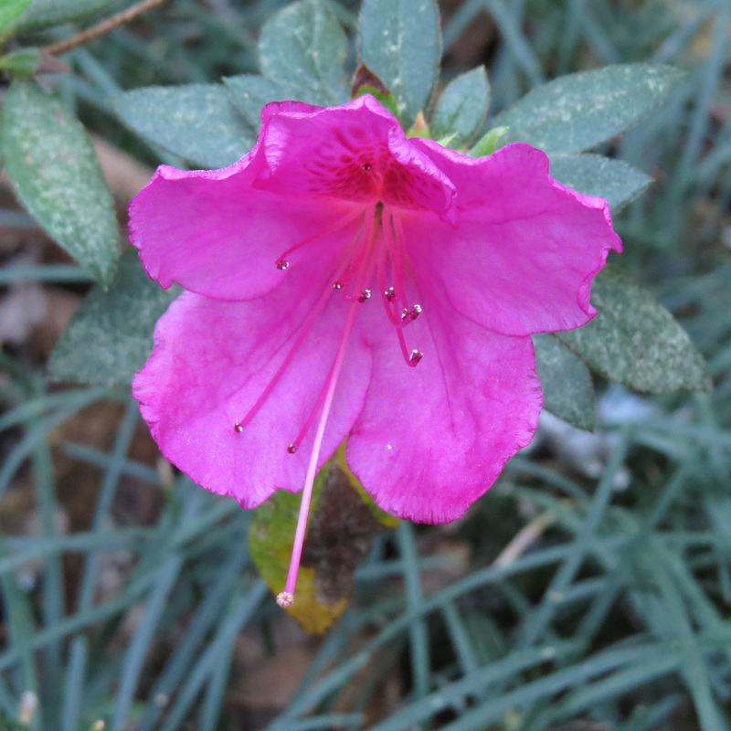 Pink azalea