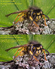 Wasp - Image Processing