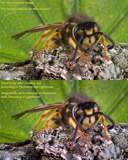 Wasp - Image Processing