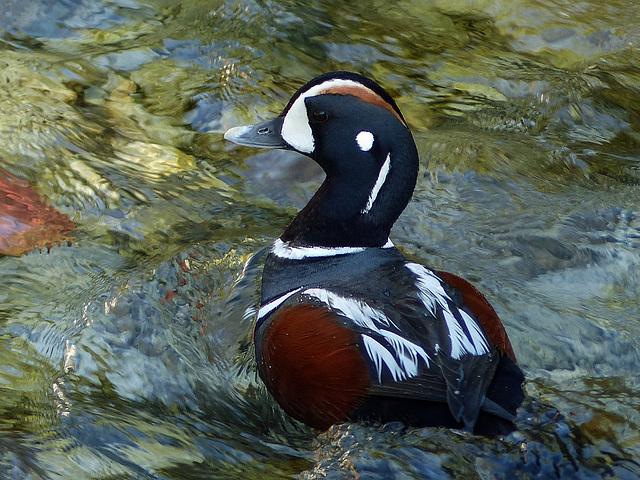 Harlequin Duck / Histrionicus histrionicus