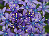 Camassia