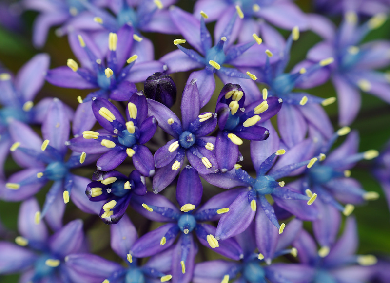 Camassia