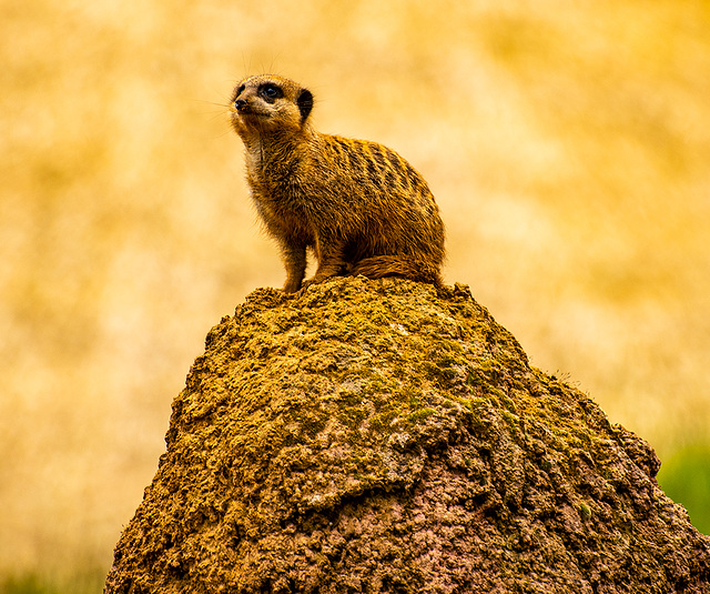 Meerkat