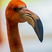 Flamingo close up