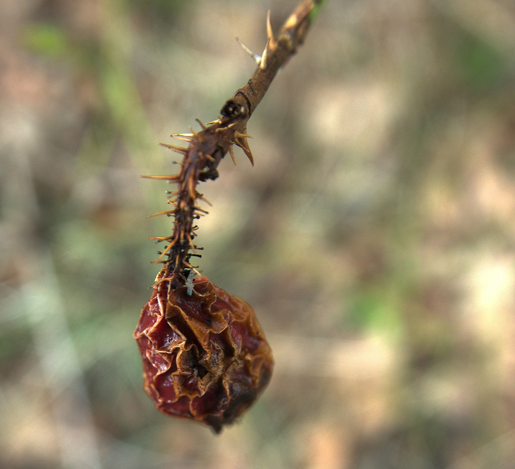 Rose Hip 3