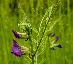 20210606 0548CPw [D~LIP] Blume, UWZ, Bad Salzuflen