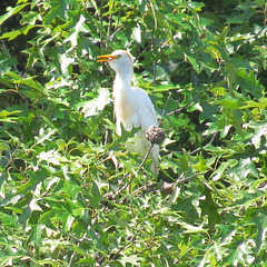 Cattle egret in an oak tree