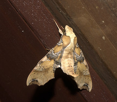 IMG 2781-CR3 DxO DeepPRIME -1Mothv3