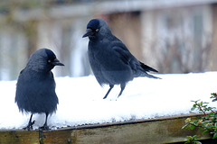 Jackdaws