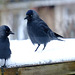 Jackdaws