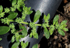 Herniaire- Herniaria hirsuta 1024