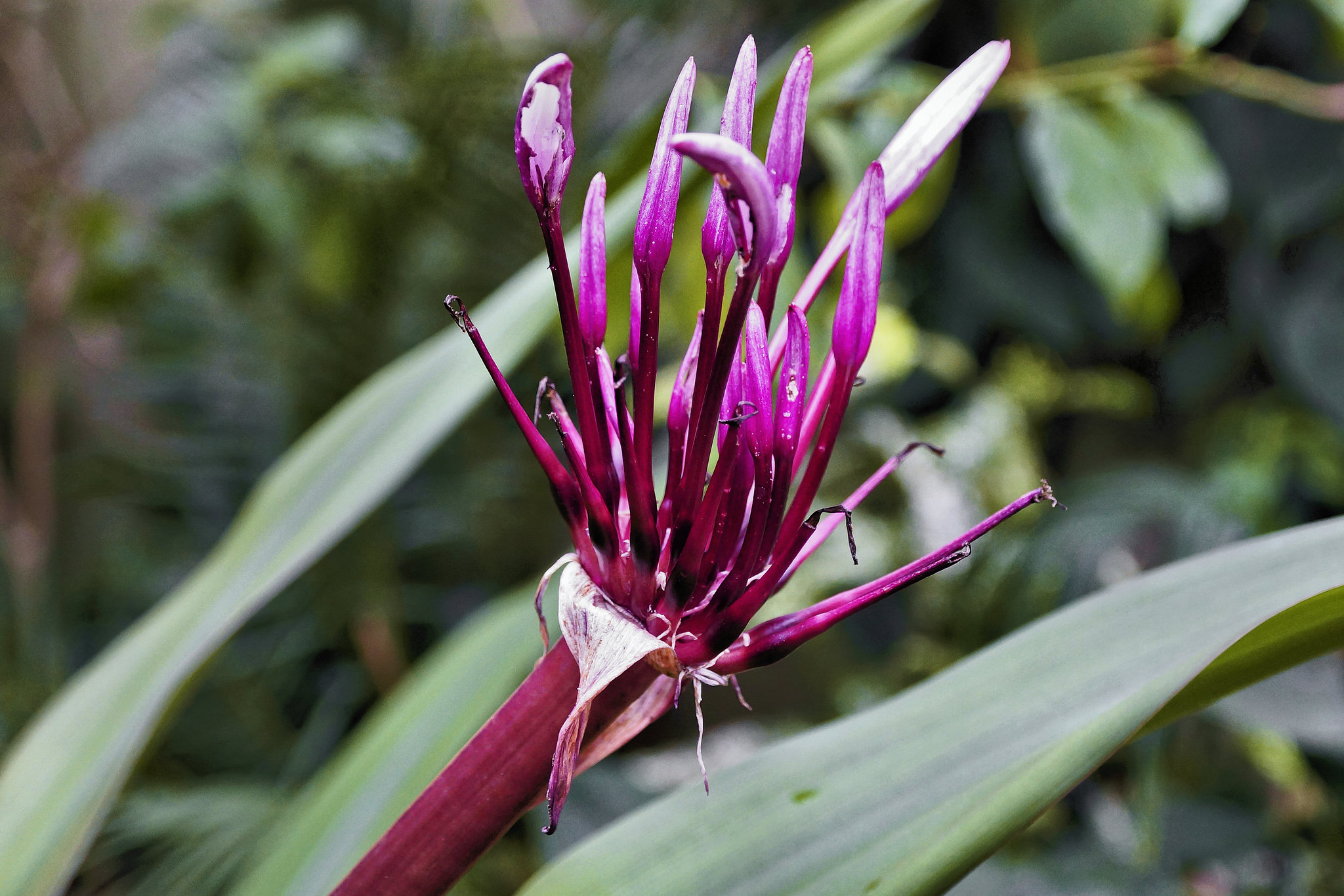 Floral Pyrotechnics – Brooklyn Botanic Garden, New York, New York