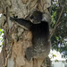 Koala straying into Adelaide suburbs
