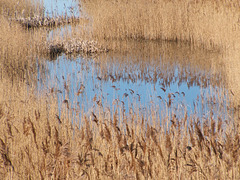 Confusion of Reeds