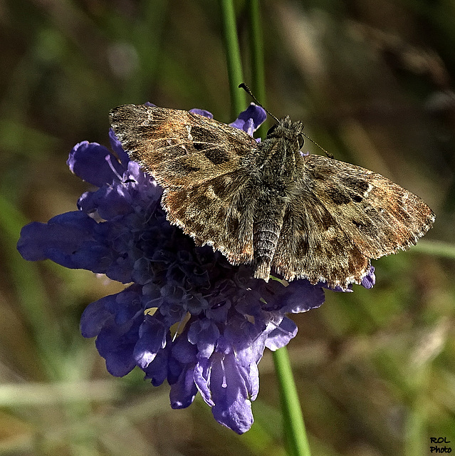 Ma fleur/Mon papillon