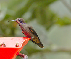 Hummingbird EF7A8445