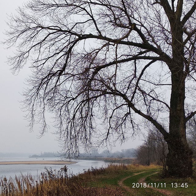 Winter landscape