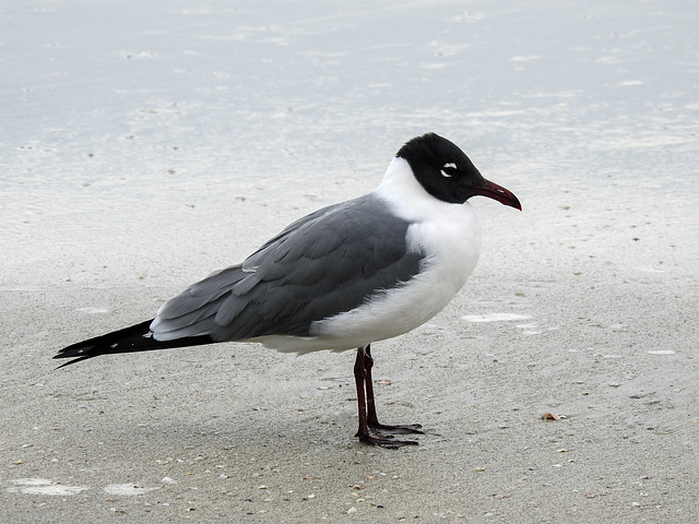 Day 4, Laughing Gull, Mustang Island