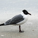 Day 4, Laughing Gull, Mustang Island