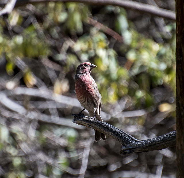 Songbird.6jpg