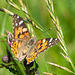 Painted Lady-DSD1809