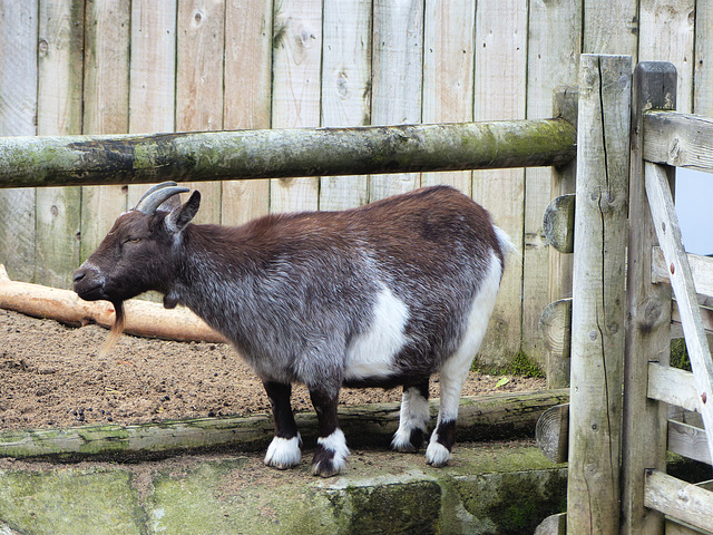 Newquay Zoo (20) - 24 September 2020