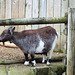 Newquay Zoo (20) - 24 September 2020