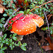 Amanita Muscaria (Dividit eam)